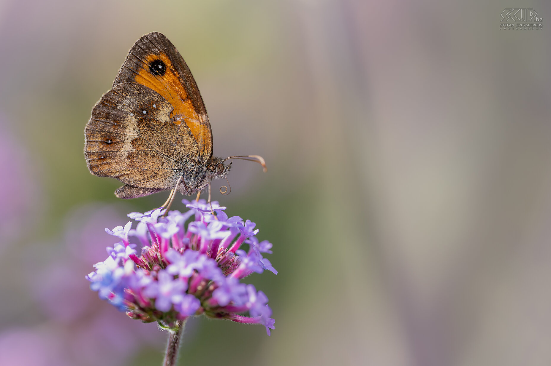 Vlinders - Oranje zandoogje Oranje zandoogje / Gatekeeper / Pyronia tithonus Stefan Cruysberghs